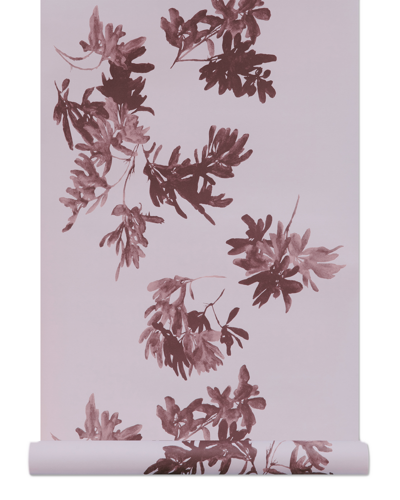 Pittosporum Wallpaper