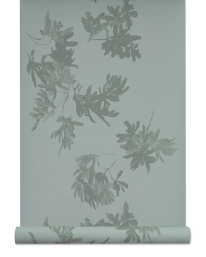 Pittosporum Wallpaper