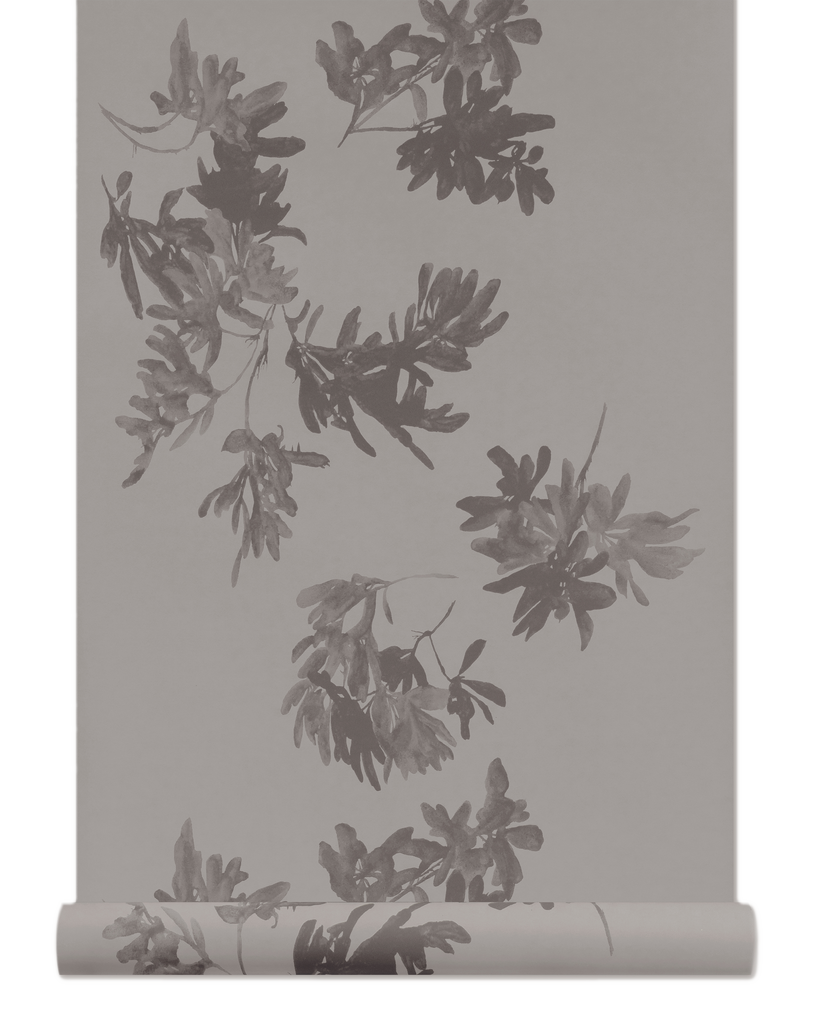 Pittosporum Wallpaper