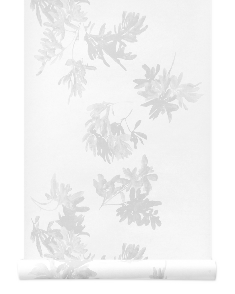 Pittosporum Wallpaper