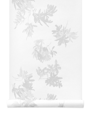 Pittosporum Wallpaper